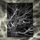 Image for article titled 27 Photos Of Barenaked Trees